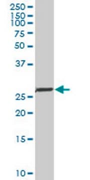 Anti-NKX2-5 Mouse mAb (1E4-G5) liquid, clone 1E4-G5, Calbiochem&#174;