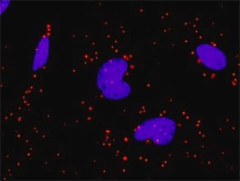 Monoclonal Anti-PIK3R1 antibody produced in mouse clone 1C10, purified immunoglobulin, buffered aqueous solution