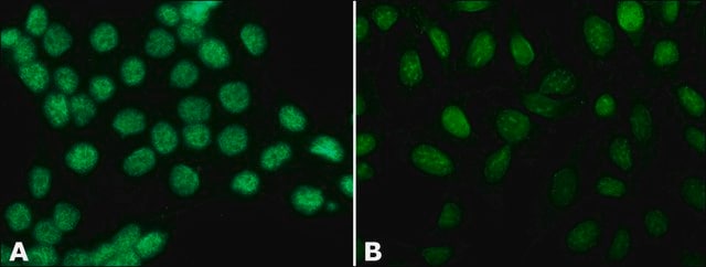 Anti-Histone H3 (N-terminal) antibody produced in rabbit affinity isolated antibody, buffered aqueous solution