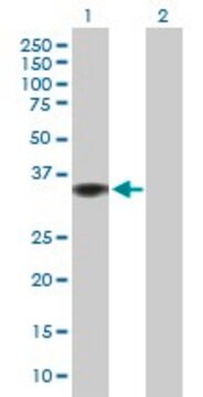 Anti-GIMAP2 antibody produced in mouse purified immunoglobulin, buffered aqueous solution