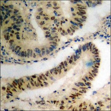 Anti-phospho-SRF (pSer99) antibody produced in rabbit affinity isolated antibody