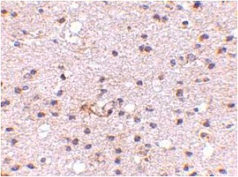 Anti-AMBRA1 Antibody from rabbit, purified by affinity chromatography