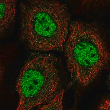 Anti-BNC1 antibody produced in rabbit Prestige Antibodies&#174; Powered by Atlas Antibodies, affinity isolated antibody