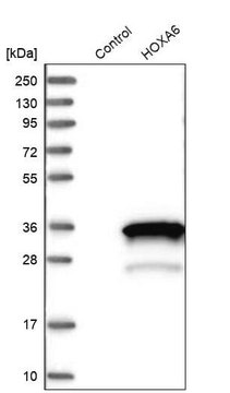 Anti-HOXA6 antibody produced in rabbit Prestige Antibodies&#174; Powered by Atlas Antibodies, affinity isolated antibody, buffered aqueous glycerol solution