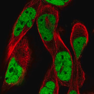 Anti-RSF1 antibody produced in rabbit Prestige Antibodies&#174; Powered by Atlas Antibodies, affinity isolated antibody