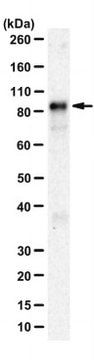 Anti-NCoA-2 Antibody, clone 3Ti-3C11