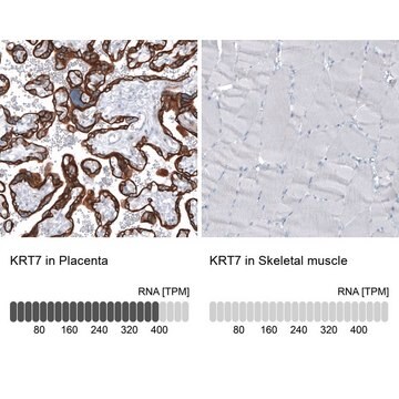 Monoclonal Anti-KRT7 antibody produced in mouse Prestige Antibodies&#174; Powered by Atlas Antibodies, clone CL8723, purified immunoglobulin, buffered aqueous glycerol solution