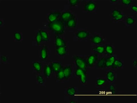 Monoclonal Anti-TULP2 antibody produced in mouse clone 2B5, purified immunoglobulin, buffered aqueous solution