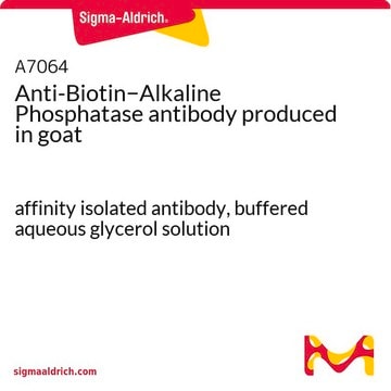 Anti-Biotine affinity isolated antibody, buffered aqueous glycerol solution