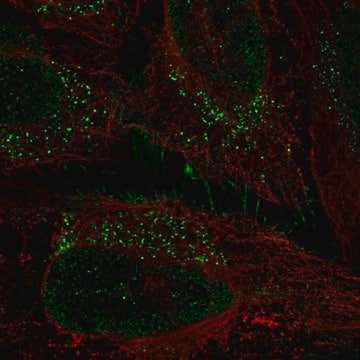 Anti-PRRG1 antibody produced in rabbit Prestige Antibodies&#174; Powered by Atlas Antibodies, affinity isolated antibody