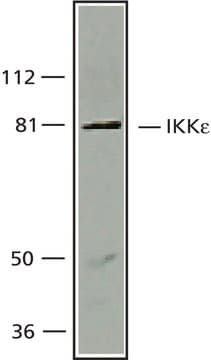 Anti-IKK&#949;/IKK-i, C-Terminal antibody produced in rabbit ~1.0&#160;mg/mL, affinity isolated antibody, buffered aqueous solution