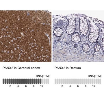 Anti-PANX2 antibody produced in rabbit Prestige Antibodies&#174; Powered by Atlas Antibodies, affinity isolated antibody, buffered aqueous glycerol solution