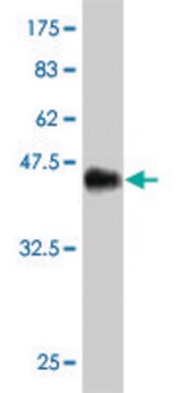 Monoclonal Anti-DSU antibody produced in mouse clone 1A7, purified immunoglobulin, buffered aqueous solution