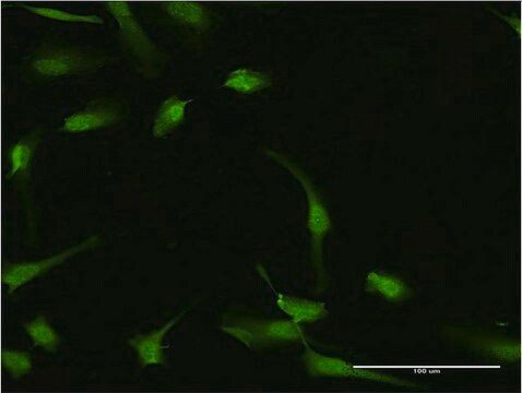 Monoclonal Anti-HGD, (C-terminal) antibody produced in mouse clone 2C10, purified immunoglobulin, buffered aqueous solution