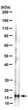 Anti-MART-1/Melan-A Antibody, clone A103