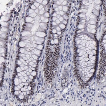 Anti-RAF1 antibody produced in rabbit Prestige Antibodies&#174; Powered by Atlas Antibodies, affinity isolated antibody, buffered aqueous glycerol solution