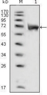 Monoclonal Anti-FGFR1 antibody produced in mouse clone 3D4F7, ascites fluid