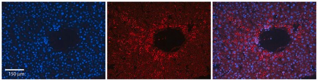 Anti-CDC42 antibody produced in rabbit affinity isolated antibody