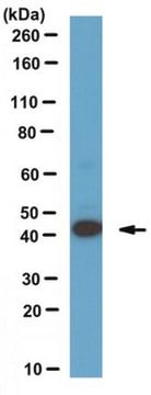 Anti-Ermin Antibody, clone 160 clone 160, from mouse