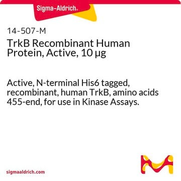 TrkB Recombinant Human Protein, Active, 10 &#181;g Active, N-terminal His6 tagged, recombinant, human TrkB, amino acids 455-end, for use in Kinase Assays.