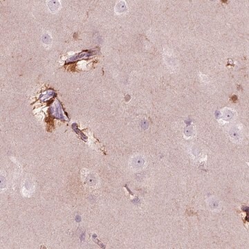 Anti-KCNG2 antibody produced in rabbit Prestige Antibodies&#174; Powered by Atlas Antibodies, affinity isolated antibody, buffered aqueous glycerol solution