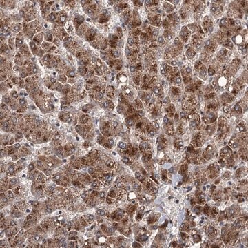 Anti-DAO antibody produced in rabbit Prestige Antibodies&#174; Powered by Atlas Antibodies, affinity isolated antibody, buffered aqueous glycerol solution