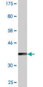 Monoclonal Anti-SPTLC1, (C-terminal) antibody produced in mouse clone 3D11, purified immunoglobulin, buffered aqueous solution