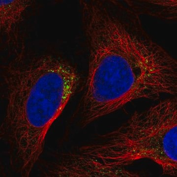 Anti-Nlrp5 Antibody Produced In Rabbit Prestige Antibodies&#174; Powered by Atlas Antibodies, affinity isolated antibody, buffered aqueous glycerol solution