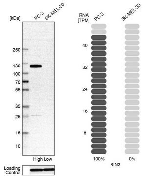 Anti-RIN2 antibody produced in rabbit Prestige Antibodies&#174; Powered by Atlas Antibodies, affinity isolated antibody, buffered aqueous glycerol solution