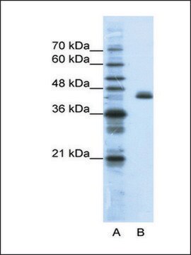 Anti-ZFP36L2 antibody produced in rabbit IgG fraction of antiserum