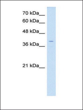 Anti-LSAMP affinity isolated antibody