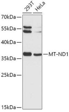 Anti-MT-ND1 antibody produced in rabbit