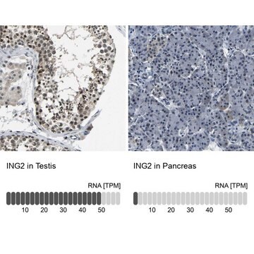 Anti-ING2 antibody produced in rabbit Prestige Antibodies&#174; Powered by Atlas Antibodies, affinity isolated antibody, buffered aqueous glycerol solution