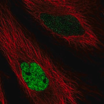 Anti-MAFK antibody produced in rabbit Prestige Antibodies&#174; Powered by Atlas Antibodies, affinity isolated antibody