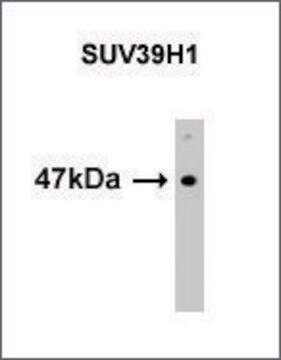 Monoclonal Anti-SUV39H1 antibody produced in mouse purified immunoglobulin, buffered aqueous solution