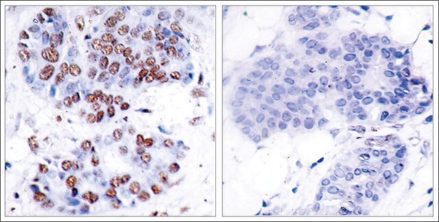 Anti-RELA (Ab-276) antibody produced in rabbit affinity isolated antibody