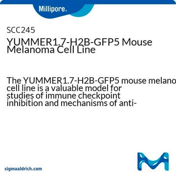 YUMMER1.7-H2B-GFP5 Mouse Melanoma Cell Line The YUMMER1.7-H2B-GFP5 mouse melanoma cell line is a valuable model for studies of immune checkpoint inhibition and mechanisms of anti-tumor responses.