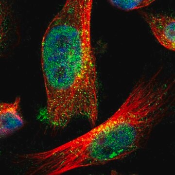 Anti-ZFAND3 antibody produced in rabbit Prestige Antibodies&#174; Powered by Atlas Antibodies, affinity isolated antibody, buffered aqueous glycerol solution