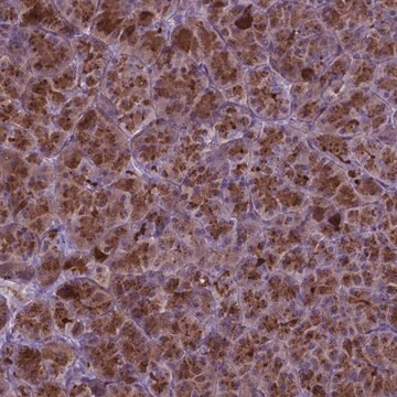 Anti-AP5B1 antibody produced in rabbit Prestige Antibodies&#174; Powered by Atlas Antibodies, affinity isolated antibody, buffered aqueous glycerol solution