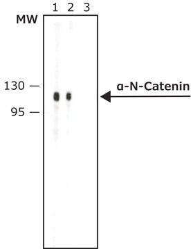 Anti-&#945;-N-Catenin antibody produced in rabbit IgG fraction of antiserum, buffered aqueous solution