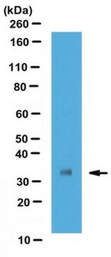 Anti-SFRP2 Antibody, clone 8H1 clone 8H1, from rat