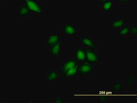 Monoclonal Anti-PPIE antibody produced in mouse clone 2F5, purified immunoglobulin, buffered aqueous solution