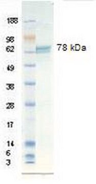 Vitronectin, human recombinant