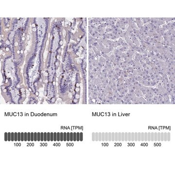 Anti-MUC13 antibody produced in rabbit Prestige Antibodies&#174; Powered by Atlas Antibodies, affinity isolated antibody, buffered aqueous glycerol solution