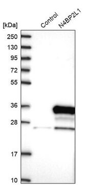 Anti-N4BP2L1 antibody produced in rabbit Prestige Antibodies&#174; Powered by Atlas Antibodies, affinity isolated antibody, buffered aqueous glycerol solution