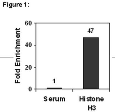 ChIPAb+ Histone H3 (CT) - przeciwciało i zestaw primerów zweryfikowane pod kątem ChIP serum, from rabbit