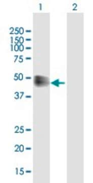 Anti-IFNAR2 antibody produced in mouse purified immunoglobulin, buffered aqueous solution