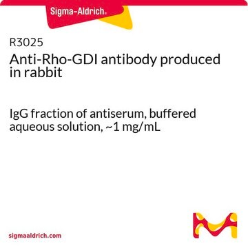 Anti-Rho-GDI antibody produced in rabbit IgG fraction of antiserum, buffered aqueous solution, ~1&#160;mg/mL