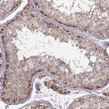 Anti-CMTM3 antibody produced in rabbit Prestige Antibodies&#174; Powered by Atlas Antibodies, affinity isolated antibody