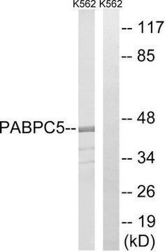 Anti-PABPC5 antibody produced in rabbit affinity isolated antibody